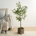 Olive Tree in Basket, Green - 110cm